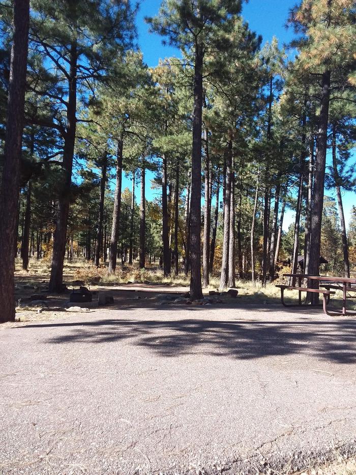 Crook Campground | Apache-Sitgreaves National Forest Camping