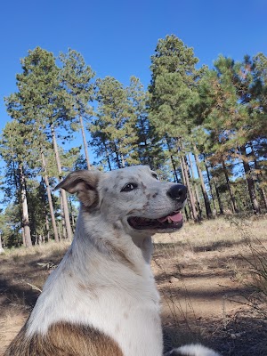 Fr 195 Campground | Apache-Sitgreaves National Forest Camping