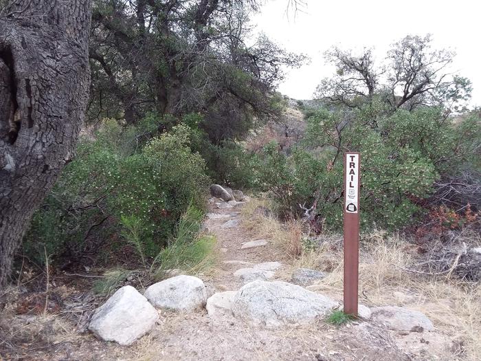 Molino | Coronado National Forest Camping