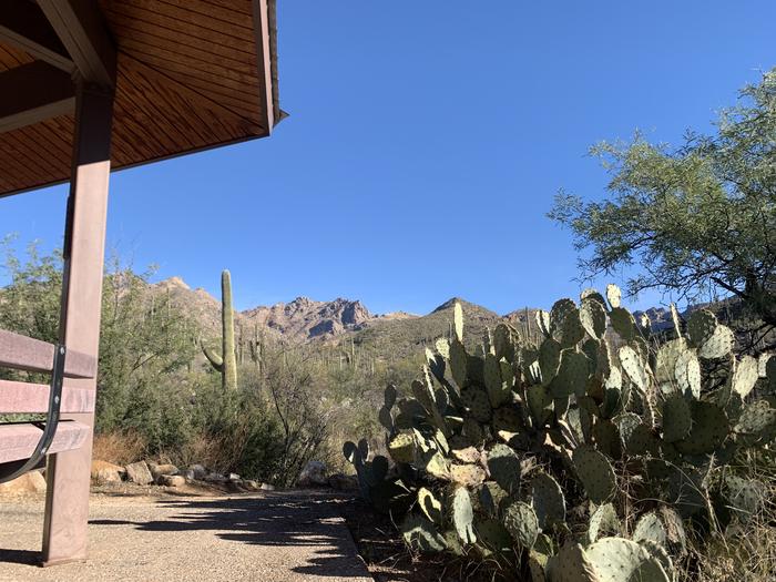 Sabino Canyon Recreation Area Cactus Ramada 1 | Coronado National Forest Camping