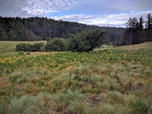Treasure Park - East | Coronado National Forest Camping
